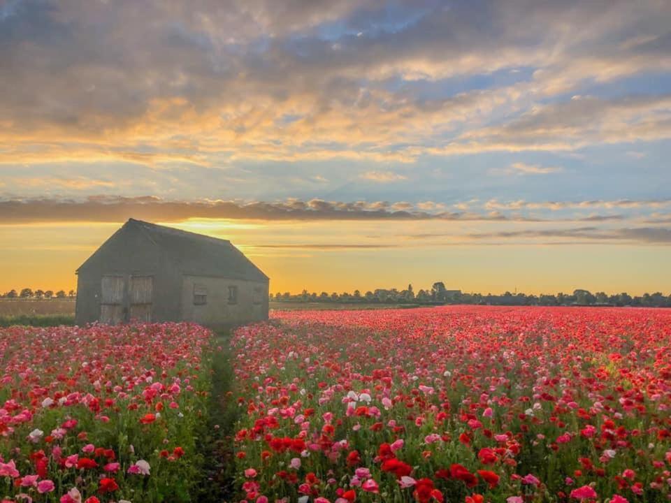 Huisje Vogelenzang Zeeland Sint Annaland Exteriör bild